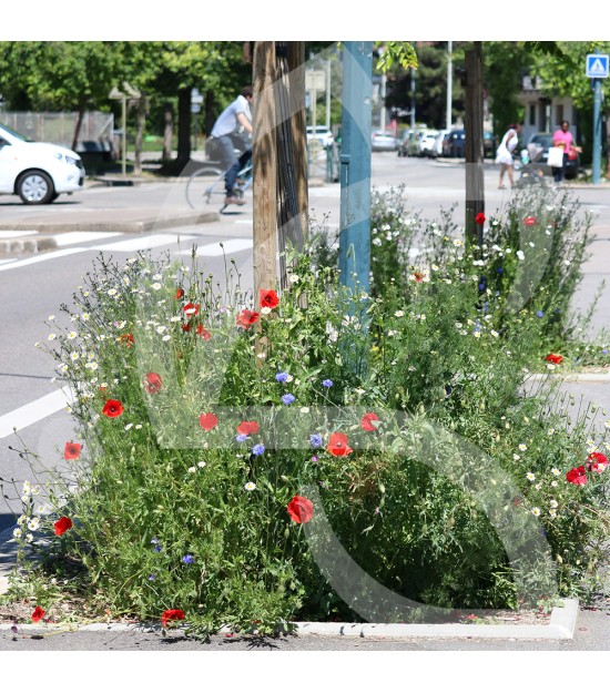 BIO COUV' PIED D'ARBRE SAUVAGE CONNECT