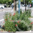 Bio Couv' Pied d'Arbre Sauvage Connect